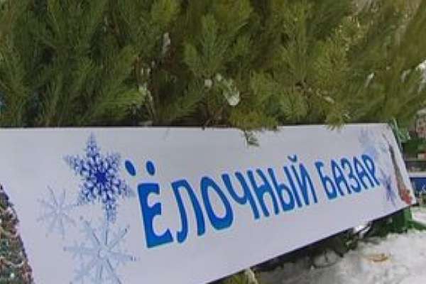 В Воронеже открылись елочные базары В Воронеже открылись елочные базары