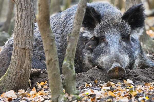Девять кабанов в Воронежской области "пали" жертвами африканской чумы Девять кабанов в Воронежской области "пали" жертвами африканской чумы