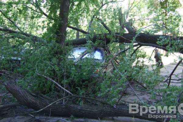 В Воронеже ураган повалил деревья на 15 машин и выбил в домах стёкла В Воронеже ураган повалил деревья на 15 машин и выбил в домах стёкла