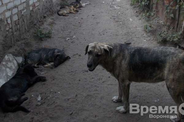 Прокуратура: На улицах Воронежа травят и отстреливают бездомных собак Прокуратура: На улицах Воронежа травят и отстреливают бездомных собак