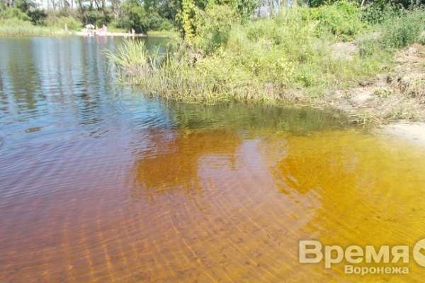 Санитарные врачи обнаружили кишечную инфекцию в реке Воронеж Санитарные врачи обнаружили кишечную инфекцию в реке Воронеж