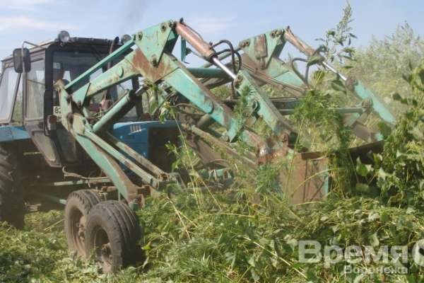В Воронежской области уничтожили 2,5 тонны мака и конопли В Воронежской области уничтожили 2,5 тонны мака и конопли
