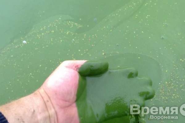 Генпрокуратура разберётся, из-за чего воронежское водохранилище покрыла сине-зеленая жижа