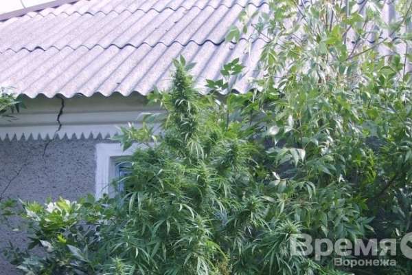 В Воронежской области обнаружили 190 кустов конопли В Воронежской области обнаружили 190 кустов конопли