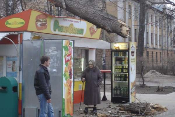 В районе СХИ дерево упало на торговый киоск В районе СХИ дерево упало на торговый киоск