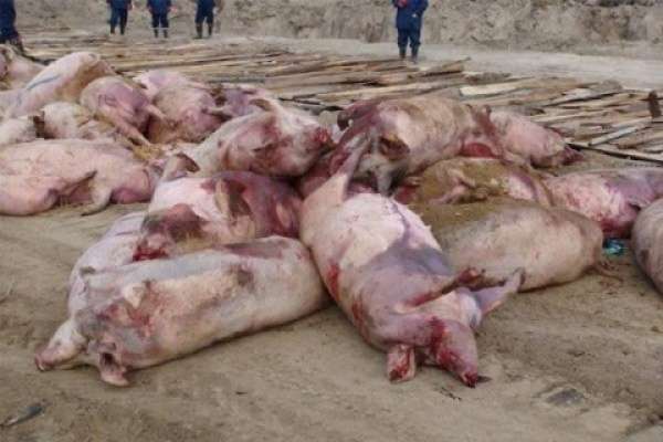 АЧС добралась до ещё одного района Воронежской области АЧС добралась до ещё одного района Воронежской области