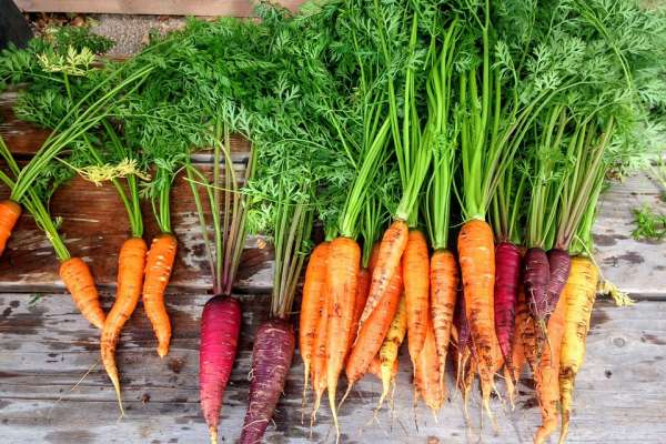 Без пестицидов и ГМО. Когда воронежцам ждать органическую продукцию Без пестицидов и ГМО. Когда воронежцам ждать органическую продукцию