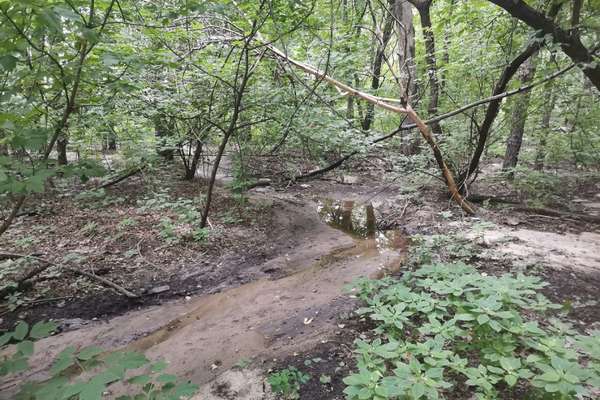 Соседство с промзоной привело к образованию помойки на участке лесополосы под Воронежем