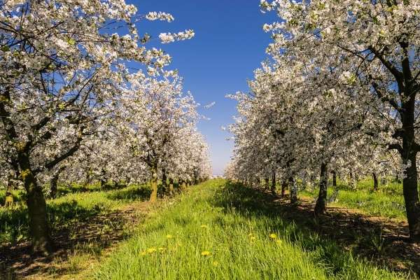 Гордума одобрила частичную застройку воронежского яблоневого сада