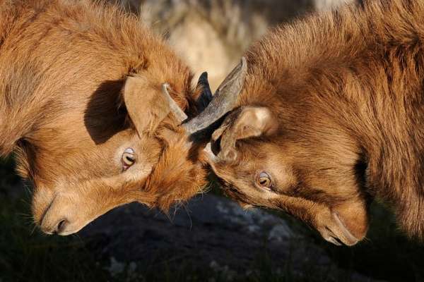 Воронежские «короли госзаказа» поспорили за несерьезный подряд на 10 млн рублей в Семилуках Воронежские «короли госзаказа» поспорили за несерьезный подряд на 10 млн рублей в Семилуках
