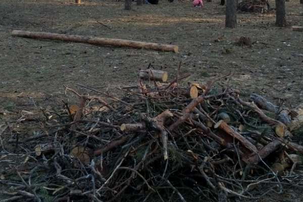 Леса под Воронежем вырубят под коттеджный посёлок Леса под Воронежем вырубят под коттеджный посёлок