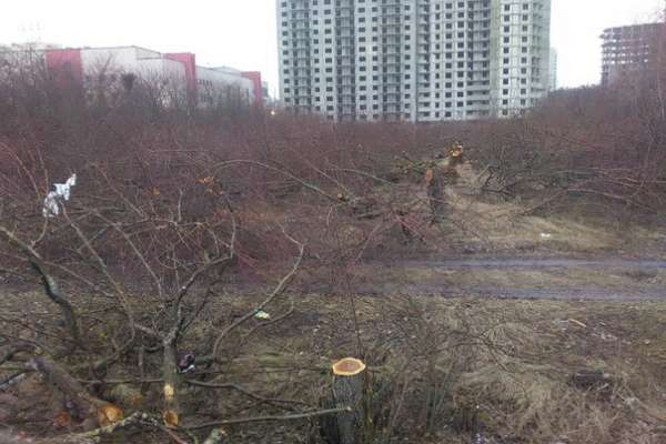Застройщик вырубил в воронежском яблоневом саду больше деревьев, чем ему разрешили Застройщик вырубил в воронежском яблоневом саду больше деревьев, чем ему разрешили