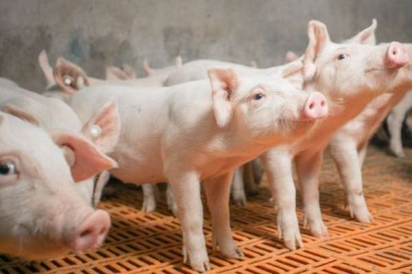 В Воронежской области на 40% выросло поголовье свиней