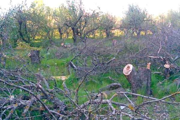 Вокруг Воронежа будет создан «зеленый пояс» Вокруг Воронежа будет создан «зеленый пояс»