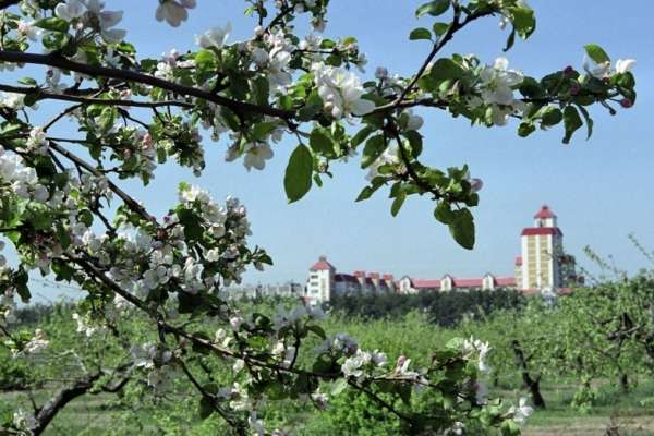 Воронежской прокуратуре удалось отстоять право госсобственности на яблоневые сады Воронежской прокуратуре удалось отстоять право госсобственности на яблоневые сады