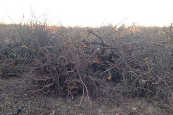 В Воронеже возбуждено еще одно уголовное дело по факту хищения «яблоневого сада» В Воронеже возбуждено еще одно уголовное дело по факту хищения «яблоневого сада»