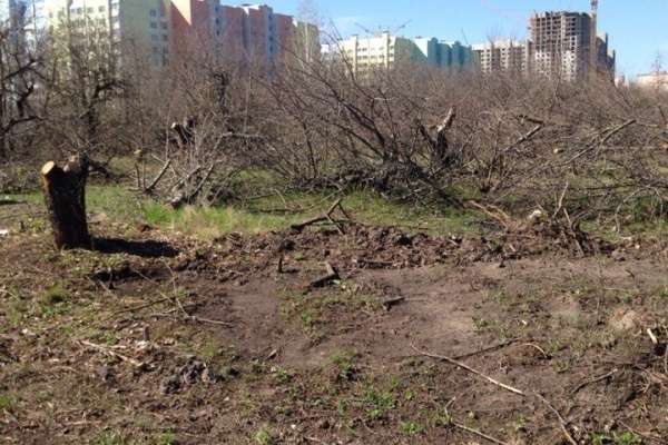 Аукцион на застройку яблоневого сада снова перенесли Аукцион на застройку яблоневого сада снова перенесли