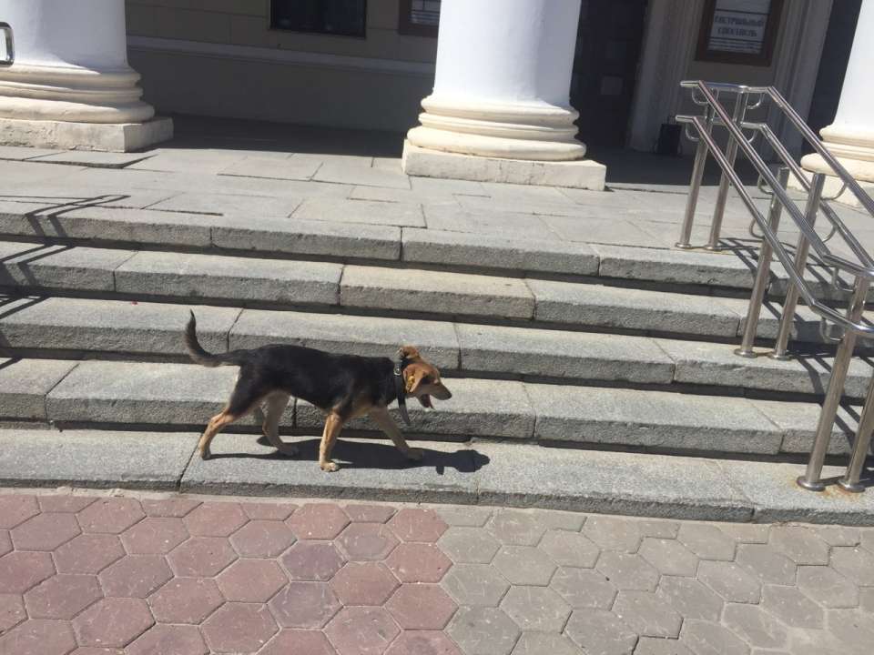 В Воронежской области законодательно изменили отношения с бездомными животными