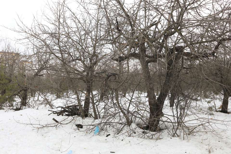 Яблоневые сады под школу: воронежцы определили судьбу земельного участка на Московском проспекте