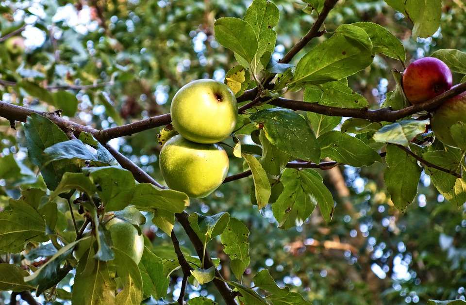 Фигурант дела о захвате воронежского яблоневого сада вышел из СИЗО