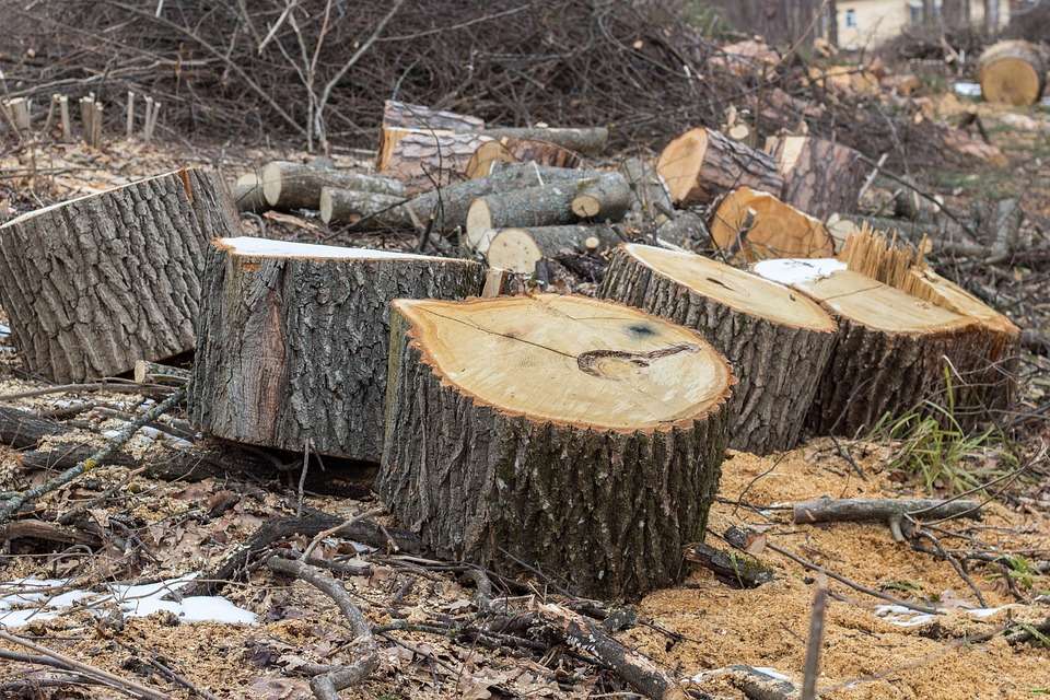 В Воронежской области браконьеры вырубили дубы на 25 млн рублей