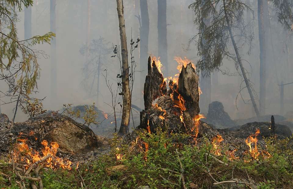 Директор Воронежского заповедника назвал возможную причину возгорания 3 га леса
