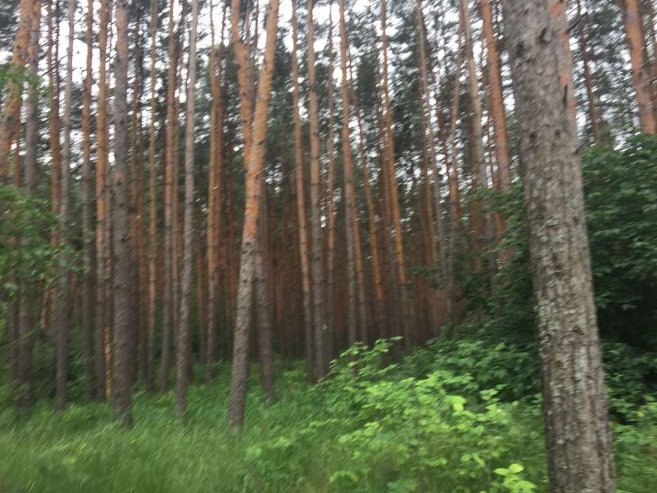 В Воронеже власти подтвердили вырубку здоровых деревьев в Северному лесу 