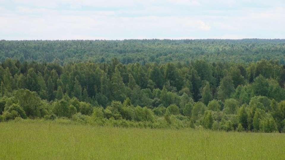 За использование воронежских лесов государство получило 50 млн рублей