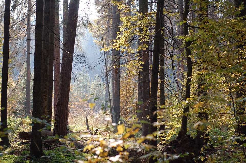 Управление лесхоза отозвало проект воронежского «зеленого пояса» 