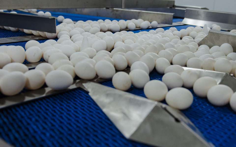 Воронежское УФАС подозревает четыре компании в картельном сговоре при повышении цен на яйца в регионе
