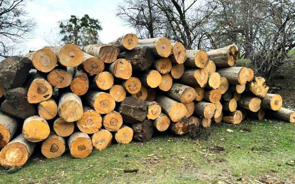 Контрабандист леса из Воронежа получил условный срок