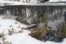 Миниатюра новости: Красные стоки «Овощей Черноземья» привели к загрязнению реки Усмань