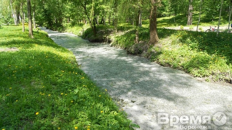 Главная картинка новости: На каждого жителя Воронежа приходится по 220 квадратных метров зеленых насаждений