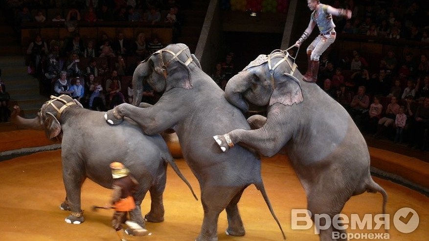 Главная картинка новости: Слоны играют на губной гармошке и стоят на шарах, а лошади показывают лунную походку Майкла Джексона