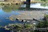 Миниатюра новости: Масловский затон Воронежского водохранилища реабилитируют за 26,7 млн рублей