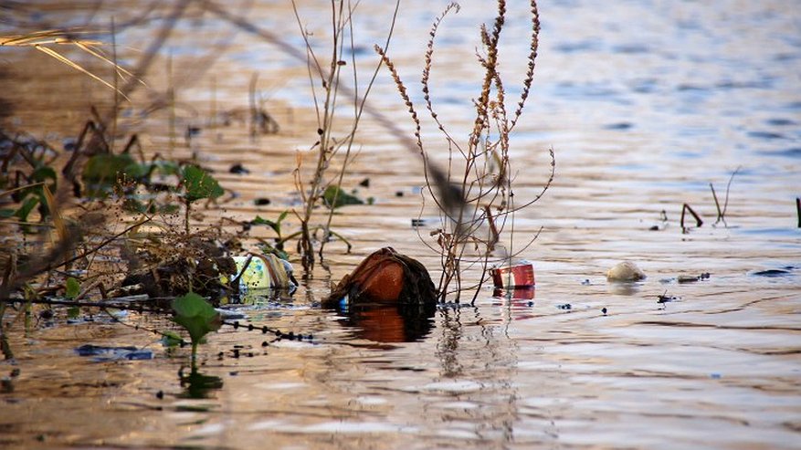 Главная картинка новости: Экологи бьют тревогу – река Воронеж захламлена пустыми бутылками