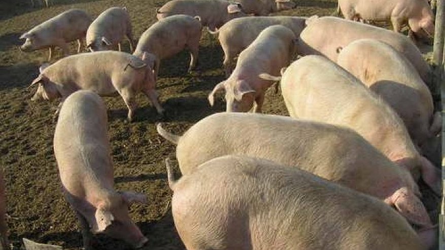 Главная картинка новости: Немцы построят в Воронежской области животноводческие комплексы