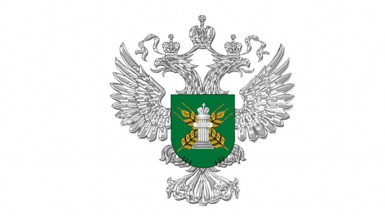 Главная картинка новости: Воронежский альпака-парк Сергея Слабунова работал более 1,5 лет без лицензии