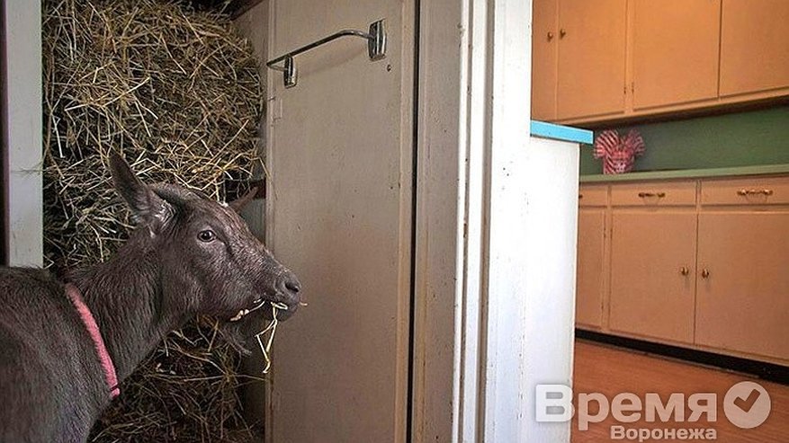 Главная картинка новости: Премьер-министр России в Воронеже нашёл пользу в массовой нервозности