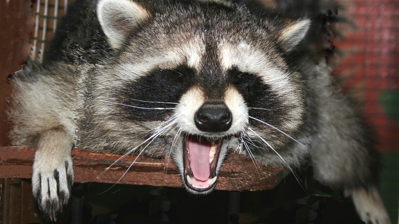 Главная картинка новости: Еноту Захару из Воронежского зоосада нашли продвинутых приемных родителей