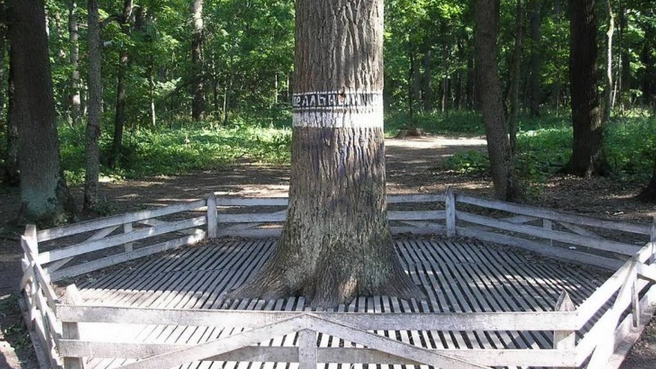 Главная картинка новости: В Воронежской области в Шиповом лесу засох знаменитый «идеальный» дуб