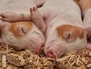 Новые рабочие места или объект первого класса опасности? В Воронежской области не утихают споры из-за строительства свинокомплекса