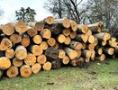Вора леса из Воронежа поймали астраханские ФСБ и таможня