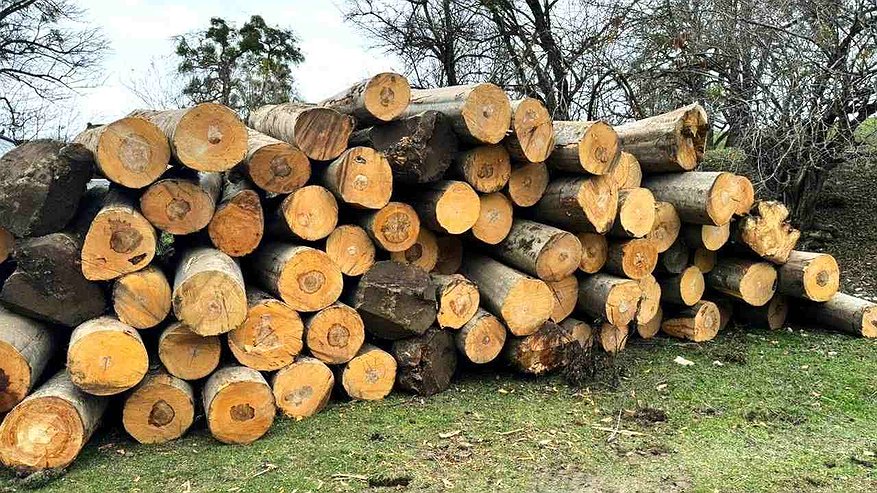 Главная картинка новости: Вора леса из Воронежа поймали астраханские ФСБ и таможня