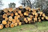 Миниатюра новости: Вора леса из Воронежа поймали астраханские ФСБ и таможня