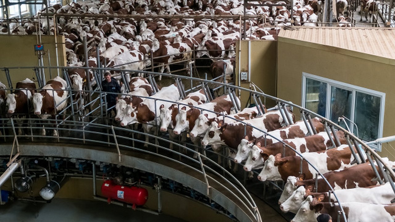 Главная картинка новости: Депутаты Госдумы изучили воронежский опыт развития животноводства