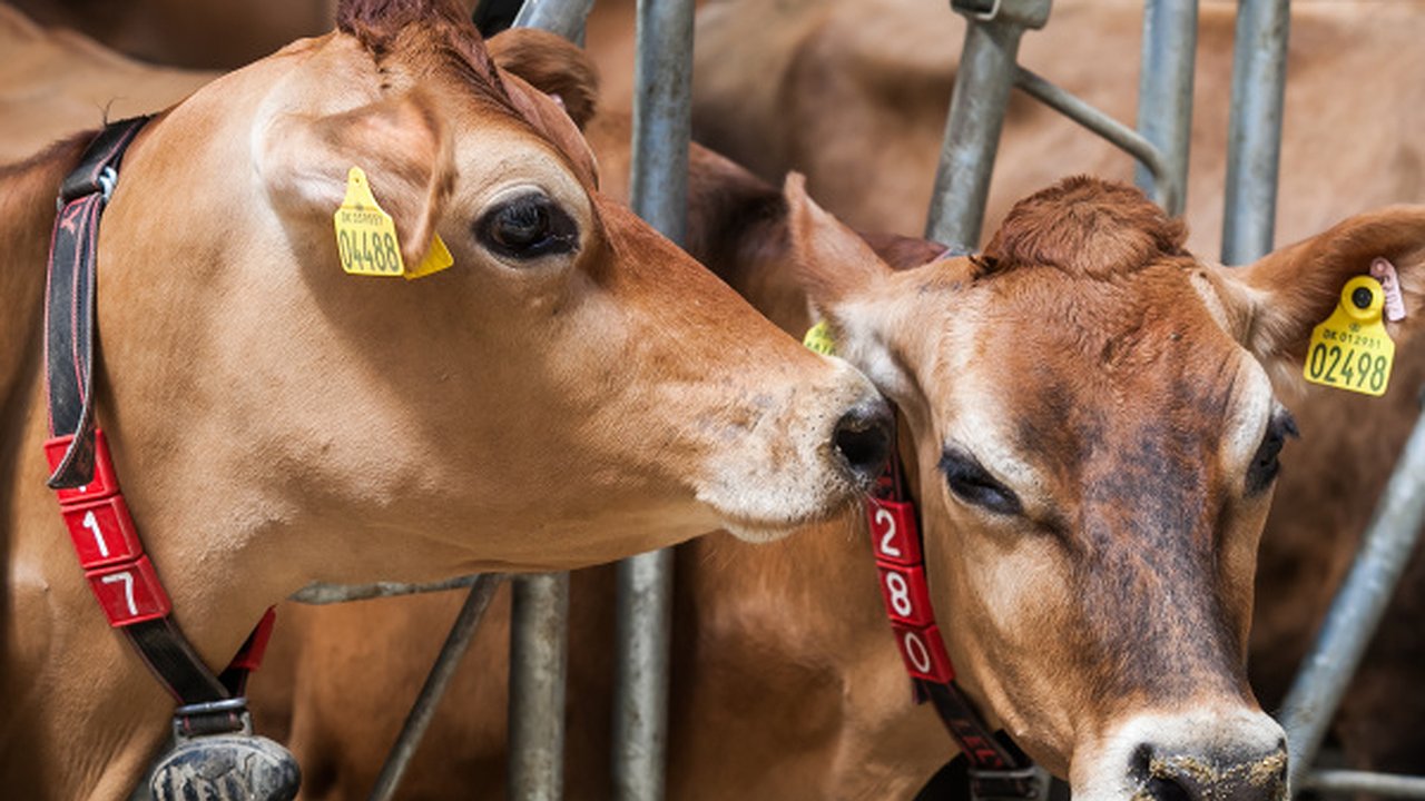 Главная картинка новости: «Молвест» возобновляет строительство молочной фермы
