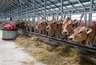 Миниатюра новости: Воронежский «Молвест» закупил новых роботов-доярок 