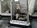 В Воронеже Алексею Гордееву показали первый в России комплекс по превращению молочных телят в «мраморные»