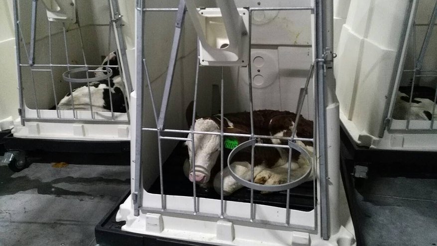 Главная картинка новости: В Воронеже Алексею Гордееву показали первый в России комплекс по превращению молочных телят в «мраморные»